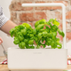 The Smart Garden 3 | $60 | Click and Grow
The Smart Garden 9 | $140 | Click and Grow
AeroGarden Harvest with Gourmet Seed Pod Kit | $100 | Amazon